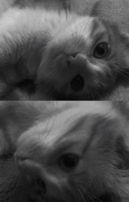 Afterglow. (w/2huang)