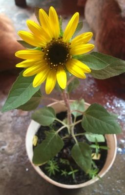 Alexan: Tiếng gọi của Eldoria