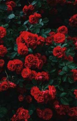 [ All Daniel ] Đỏ.
