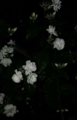 [ AllShin ] Gương vỡ rồi lại lành