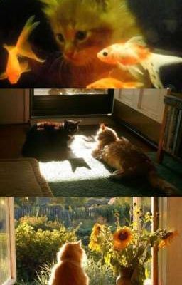 [ Andray ] Hướng Dương Của Anh