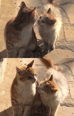 | AnHung | Nắng Sau Hiên Trọ