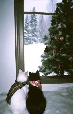 atsh2 | Cho Thuê Chung Cư 