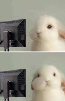 bdd x you; Bunny content.