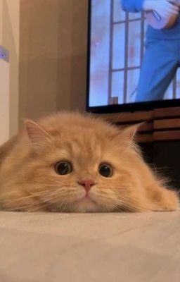  [ BHTT ] Vệ Sĩ Của Nàng