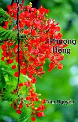 [BJYX- Bác Chiến] - Phượng Hồng