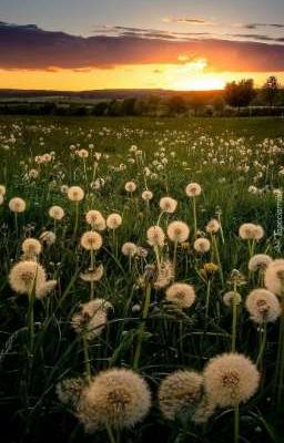 Bồ công anh và chân trời mới 