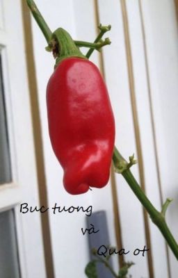 Bức Tường Và Quả Ớt