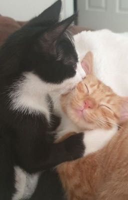 call me baby (call me yours) || trans