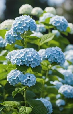 Cẩm Tú Cầu - Hydrangea