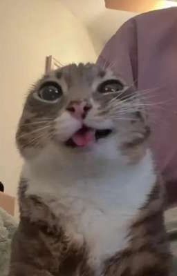 Câu chuyện ngẫu nhiên về mèo mà tôi đã tạo ra cho tôi. 