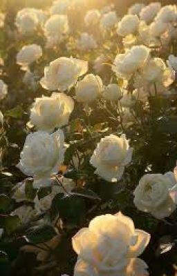 Cậu đừng thích tôi !!!