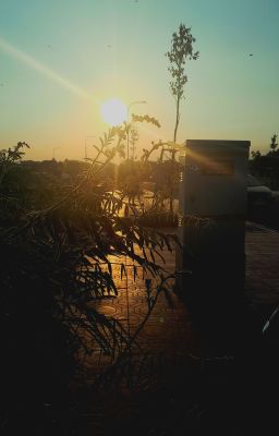 Chất Độc Có Vị Ngọt