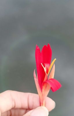 Chịu