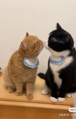 Choker | Cứ Để Em Yêu Anh
