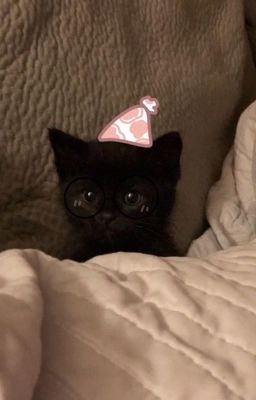 [Choker] Mèo nhỏ khó chiều ! - Drop.