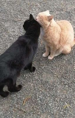choker; nhật kí yêu trai trẻ