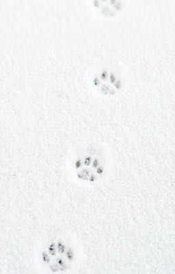 chuchuz | first snow