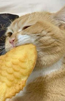 Chuyện tình yêu xa của gấu và cún [Guria]