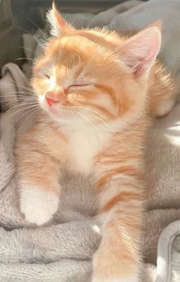 Chuyển Ver | ViCho | Cẩm Nang Cưng Chiều