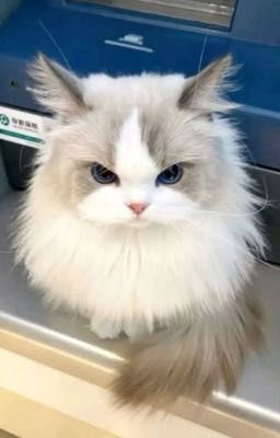 Chuyển Ver | ViCho | Khi Tôi Bị Trùm Trường Theo Dõi