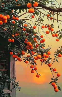[ClearKellin] Tangerine