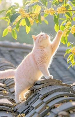 [ClearKellin] Trăng mùa thu, tuyết mùa đông