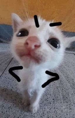 Con đánh rơi bé Neko hay là Em gái đây (Virgos1stDay)