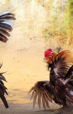 Cược BDD trong đá gà - hình thức cược độc đáo, hấp dẫn