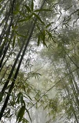 cuộc sống