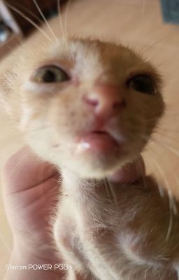 Cuộc Sống Học Đường Của Tôi 