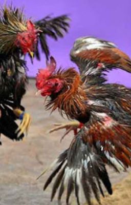 Đá gà Thomo DAGA - xu hướng giải trí hấp dẫn, kịch tính