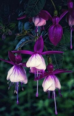 Dạo một vòng dị giới| BL