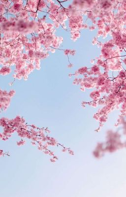DC: Hẹn nhau mùa hoa nở