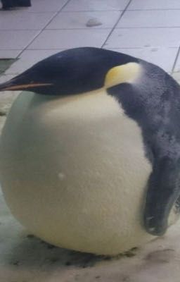 ddingdongz | textfic | không đoán được