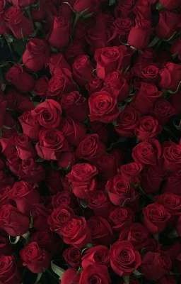 DỊU DÀNG VỚI BÔNG HỒNG ĐỎ ĐÔ 