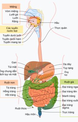 [ĐM/ON] Tôi Không Bị Tâm Thần