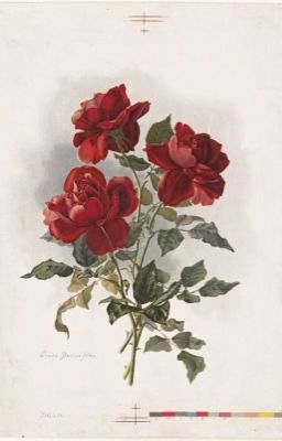 [ĐN HP]_Bloom on the Withered Branch_