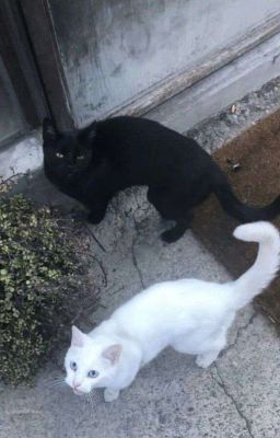 [DomicMasterD] Đối Lập Nhau