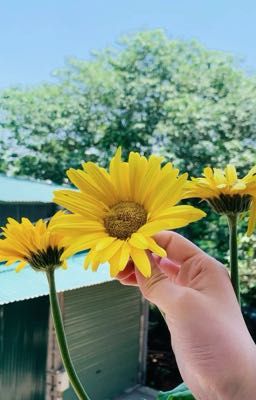 Đồng nhân Harry Potter-Ngược sáng