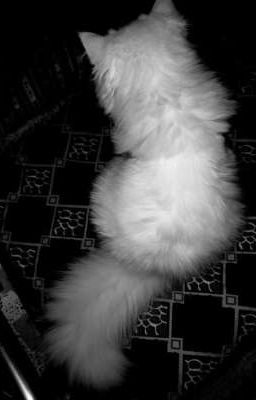 ❗Drop [Allkeria] ngược sáng