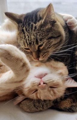 [DươngTus] OST - Series Oneshot