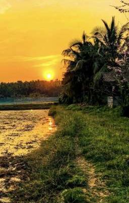 (Duyên Gái) Hoa Huỳnh Dưới Ánh Trăng