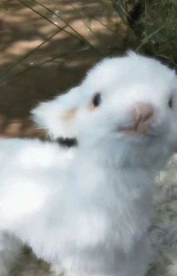 [EDIT/OG] Sao Kẻ Thù Truyền Kiếp Lại Thành Chồng Tôi Rồi?!