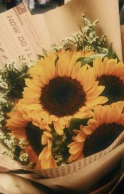 em là hoa hướng dương