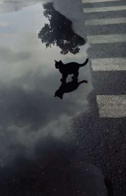 [FaDo/FaRan] Mèo đi mưa