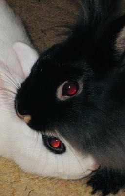 [Faonran] The Perfect Pearl