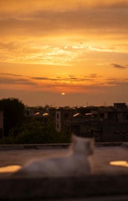 faran - nắng ở thành đô