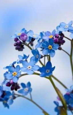 Forget Me Not