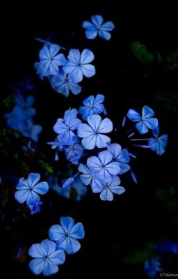 Forget Me Not